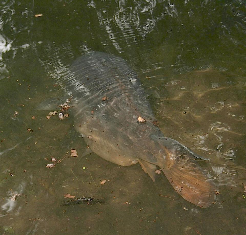 crapi - 4853304246427176177121028298285n.jpg